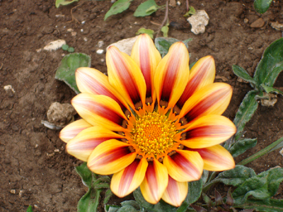 Fleur de gasania