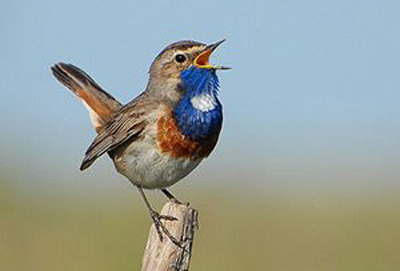 Gorge-bleue