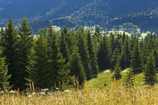 Forêt de sapins du Jura