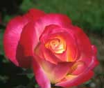 Rose sultane